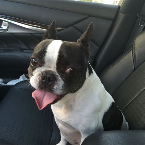 boston terrier french bulldog rescue.
